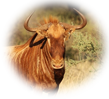 Gnu